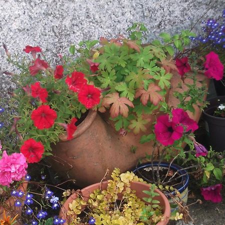 Fuchsia House Bed And Breakfast Connemara Renvyle Exterior foto